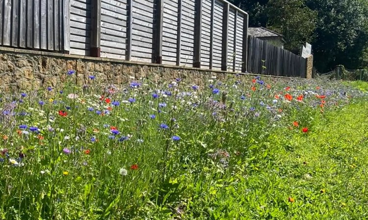 A field of wildflowers next to a stone wall