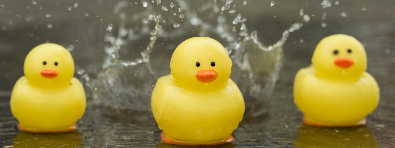 Rubber ducks in rain