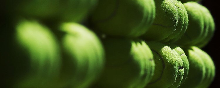 close up image of yellow tennis balls
